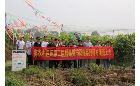 桑椹滿枝頭，采摘正當時- 神農中醫(yī)館鮮桑椹合作基地采摘紀實